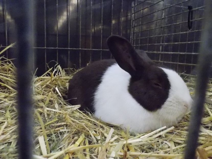  - EXPO-2017- NATIONALA AUSTRIEI WELS