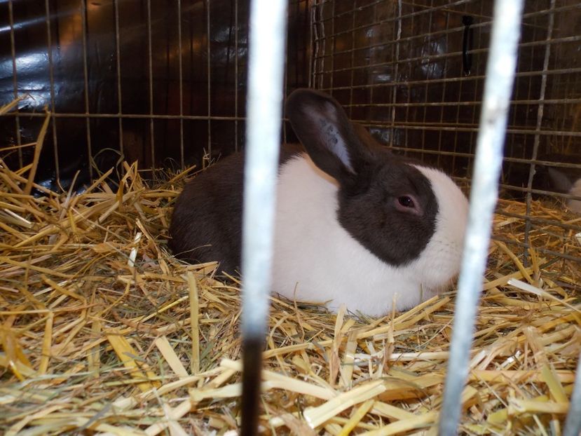  - EXPO-2017- NATIONALA AUSTRIEI WELS