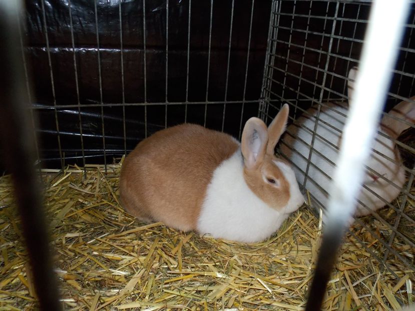  - EXPO-2017- NATIONALA AUSTRIEI WELS