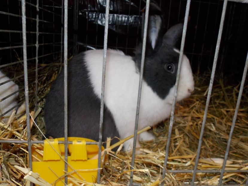  - EXPO-2017- NATIONALA AUSTRIEI WELS