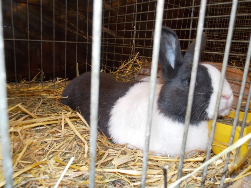  - EXPO-2017- NATIONALA AUSTRIEI WELS