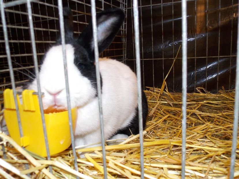  - EXPO-2017- NATIONALA AUSTRIEI WELS