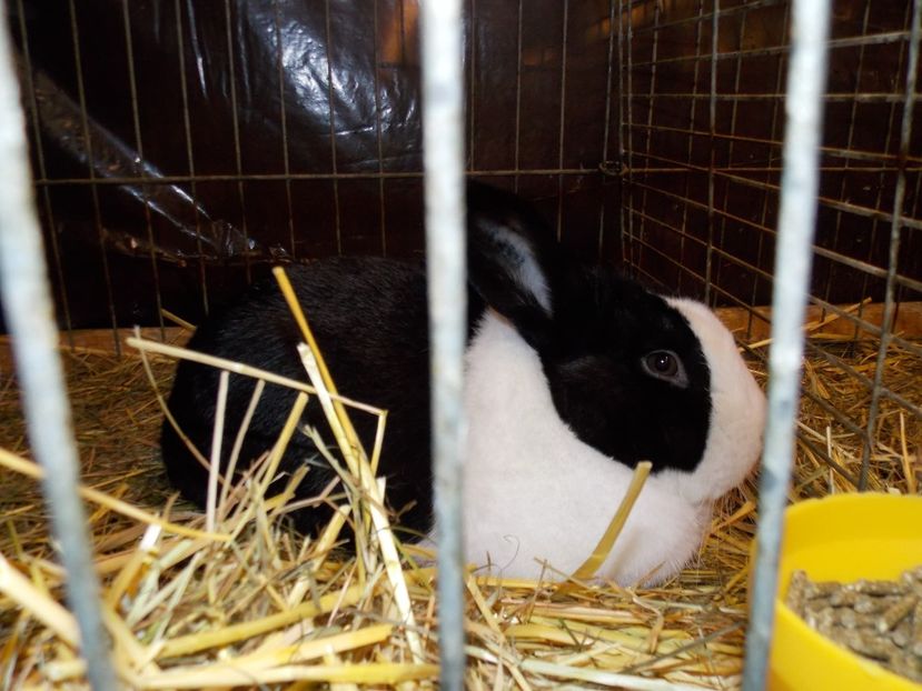  - EXPO-2017- NATIONALA AUSTRIEI WELS