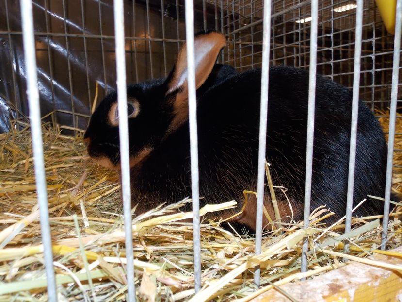  - EXPO-2017- NATIONALA AUSTRIEI WELS