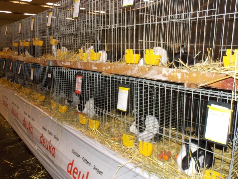  - EXPO-2017- NATIONALA AUSTRIEI WELS