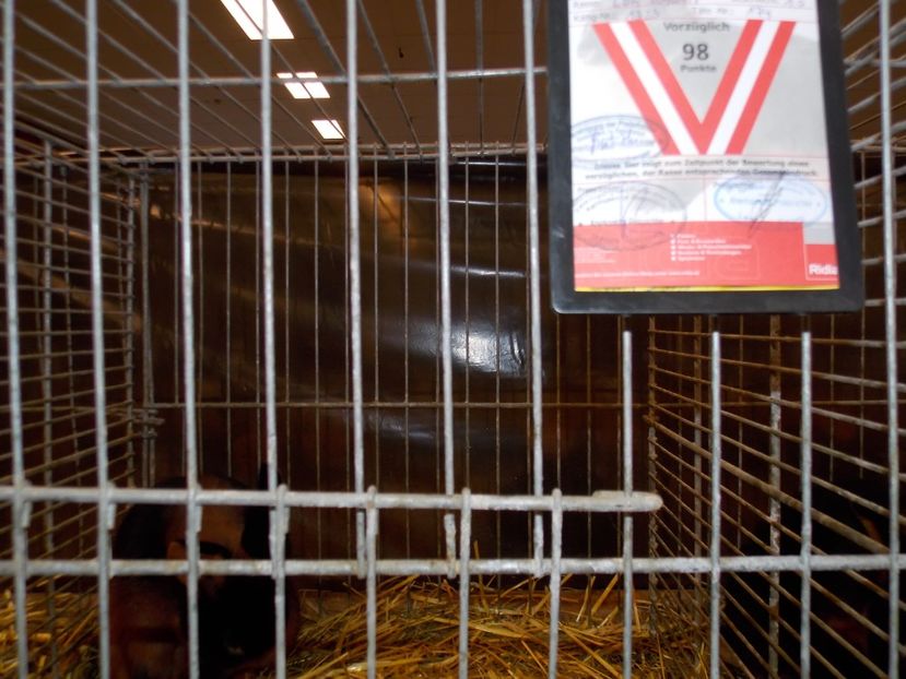  - EXPO-2017- NATIONALA AUSTRIEI WELS