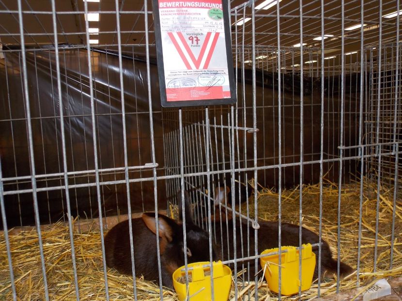  - EXPO-2017- NATIONALA AUSTRIEI WELS