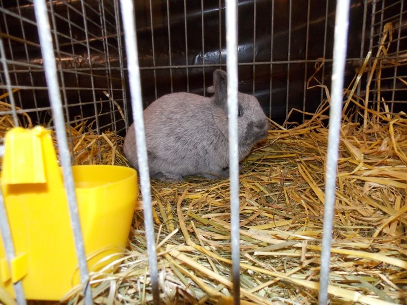  - EXPO-2017- NATIONALA AUSTRIEI WELS