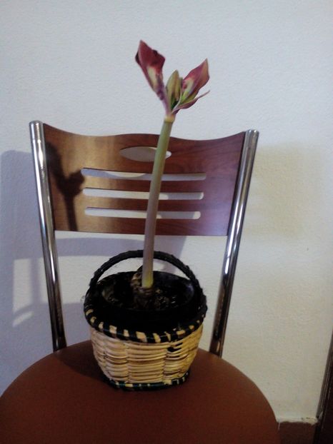 Amaryllis I - 2017 Decembrie