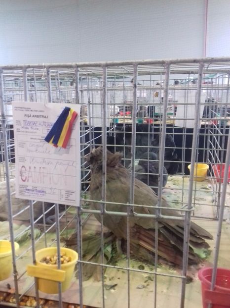  - Expo Lugoj 15-17 decembrie 2017