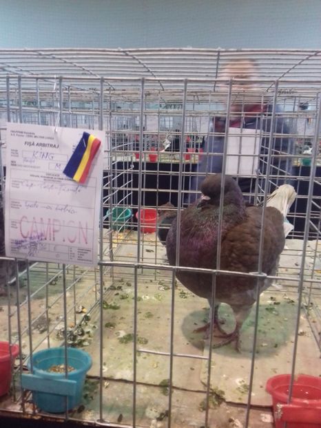  - Expo Lugoj 15-17 decembrie 2017