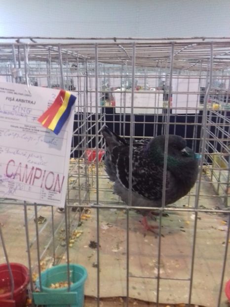  - Expo Lugoj 15-17 decembrie 2017