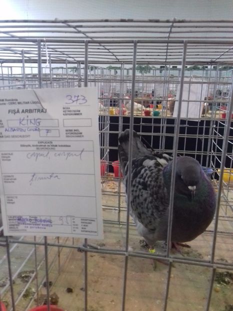  - Expo Lugoj 15-17 decembrie 2017