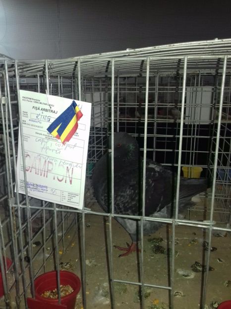  - Expo Lugoj 15-17 decembrie 2017