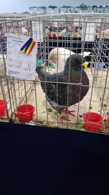 IMG-20171216-WA0004 - Expo Lugoj 15-17 decembrie 2017