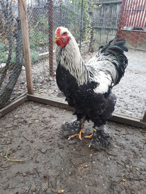  - Brahma potarnichiu albastru silver Orange bobat si HI