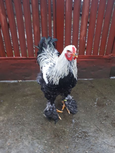  - Brahma potarnichiu albastru silver Orange bobat si HI