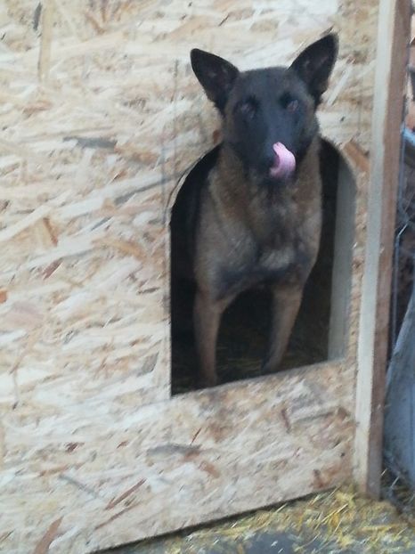  - CIOBANESC BELGIAN MALINOIS AMINTIRI