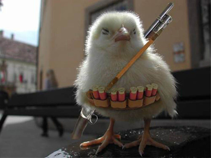 funny-wallpapers-chicken-war - Funny