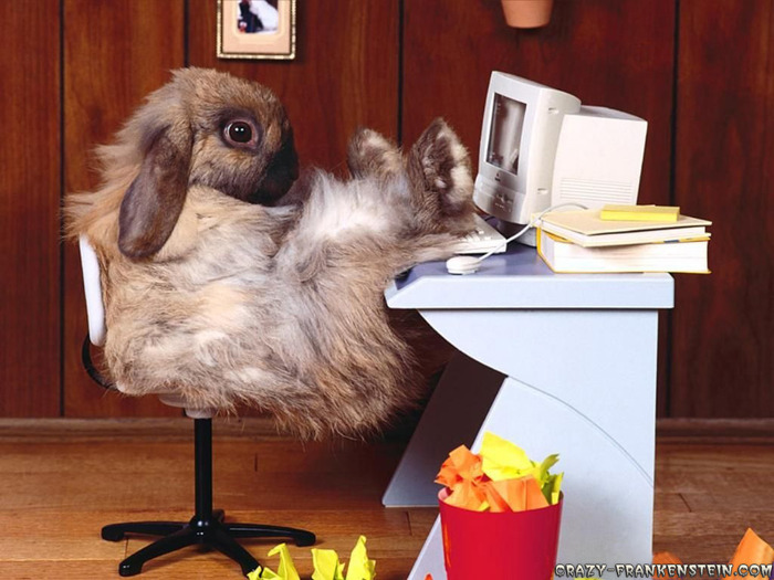 funny-wallpapers-rabbit-at-work - Funny