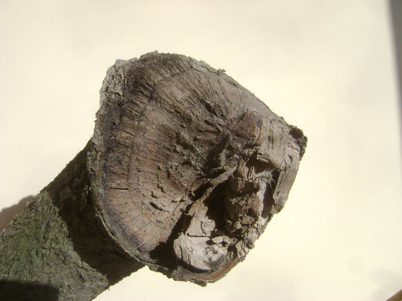 Incompatibilitate par 2 - Incompatibilitate par