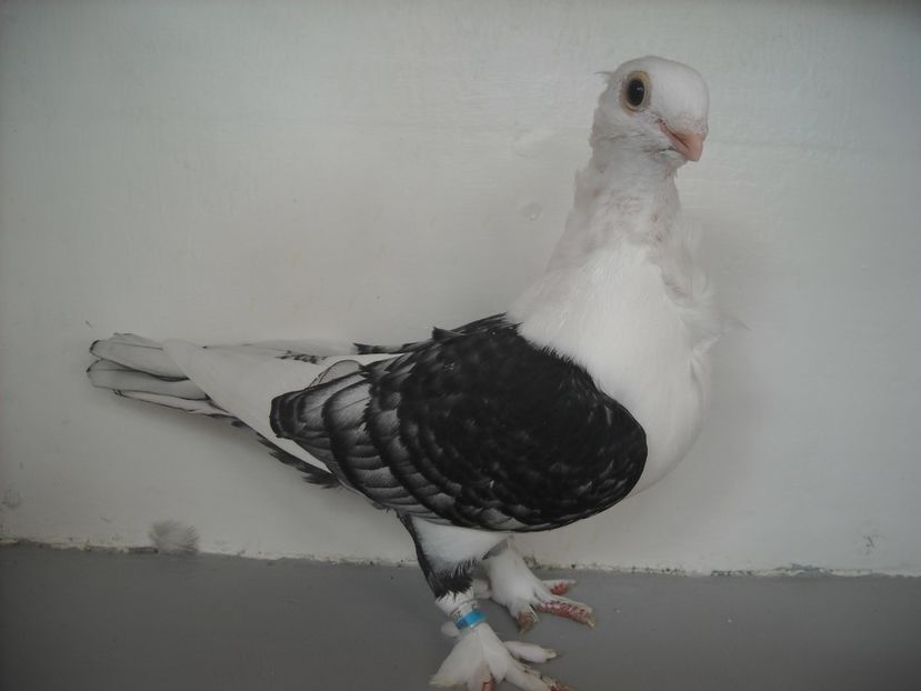  - PORUMBEI CARE MI AU APARTINUT