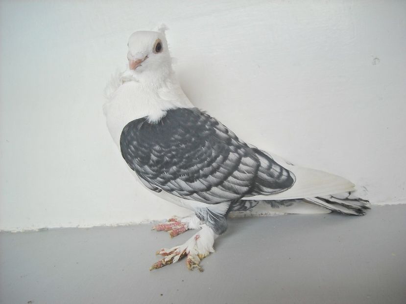  - PORUMBEI CARE MI AU APARTINUT