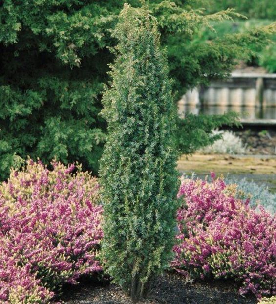 IENUPAR COMUN SENTINEL (Juniperus comm.Sentinel) - _Arbori_Arbusti