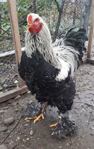  - Brahma potarnichiu albastru silver Orange bobat si HI
