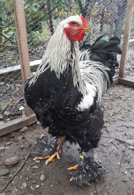 - Brahma potarnichiu albastru silver Orange bobat si HI
