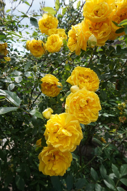  - Persian Yellow