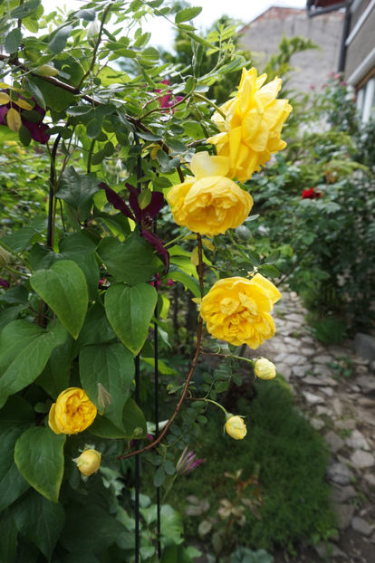  - Persian Yellow