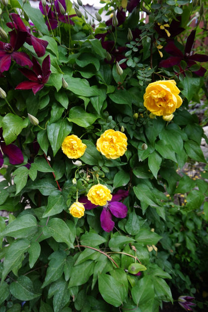  - Persian Yellow