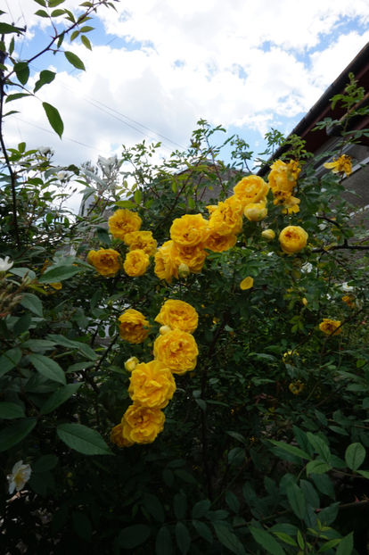  - Persian Yellow