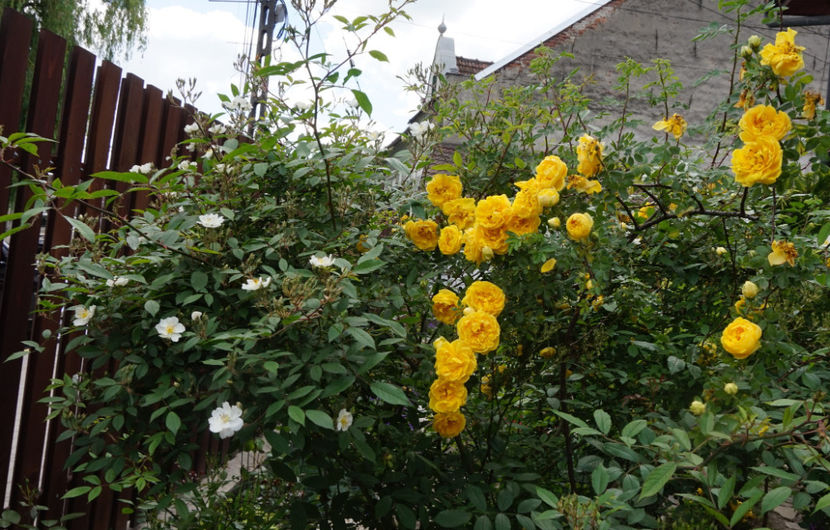 Cu Darlow's Enigma - Persian Yellow
