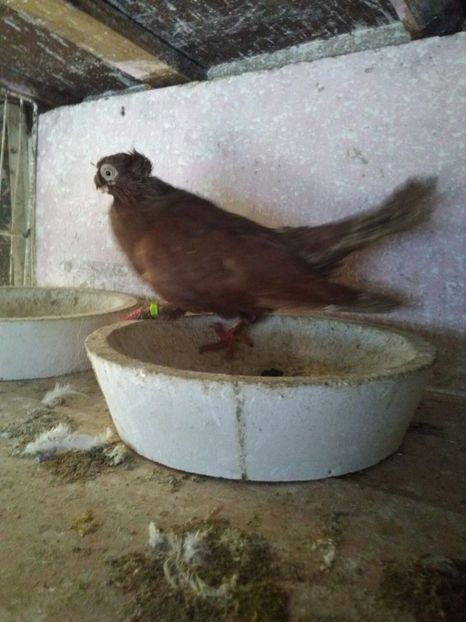 IMG-20171217-WA0022 - Dublu moțați de calarasi