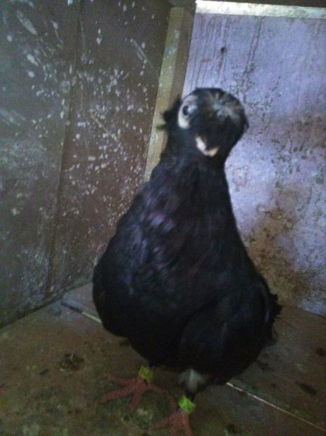 IMG-20171217-WA0019 - Dublu moțați de calarasi