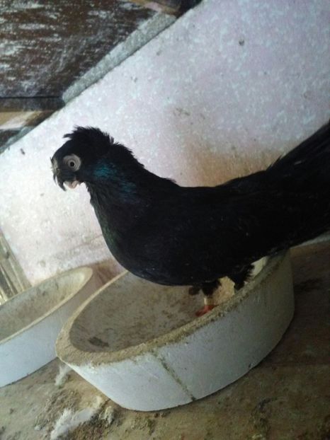 IMG-20171217-WA0017 - Dublu moțați de calarasi