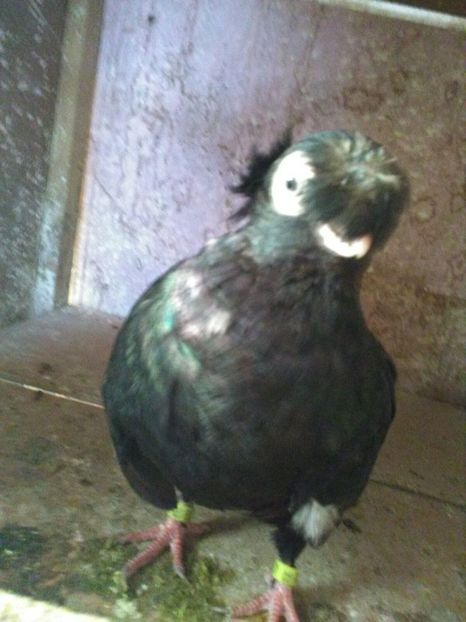 IMG-20171217-WA0012 - Dublu moțați de calarasi