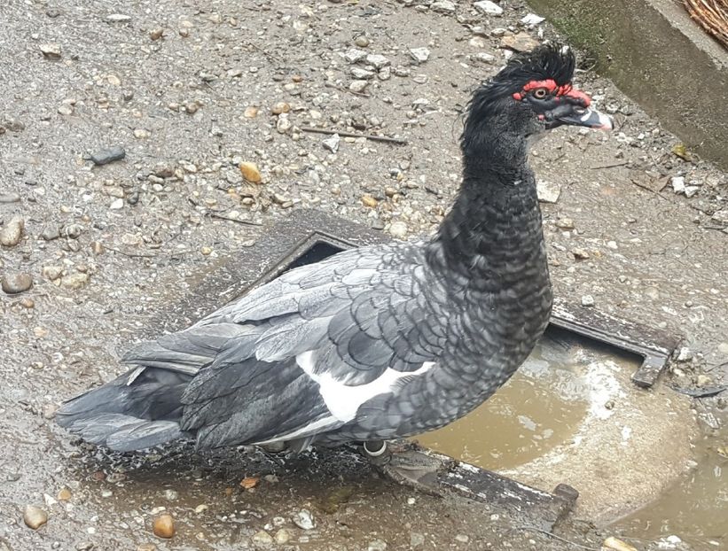 100% 2000ROBERT - 0001 rate lesesti matca 2018