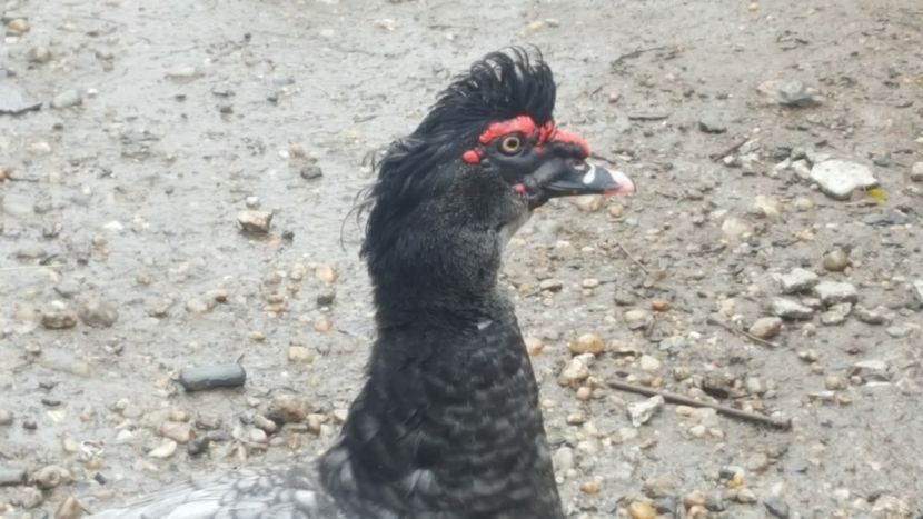 SUPARAT - 0001 rate lesesti matca 2018