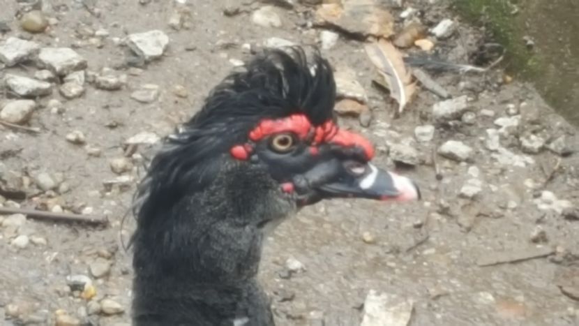 CU CREASTA - 0001 rate lesesti matca 2018