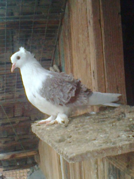 M 2017 - 7 --- Masculi