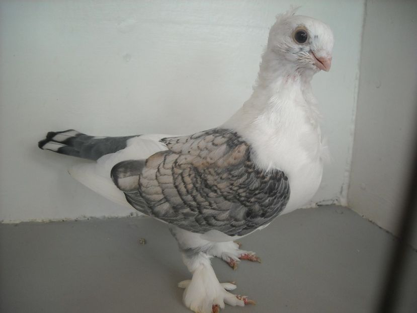  - PORUMBEI CARE MI AU APARTINUT