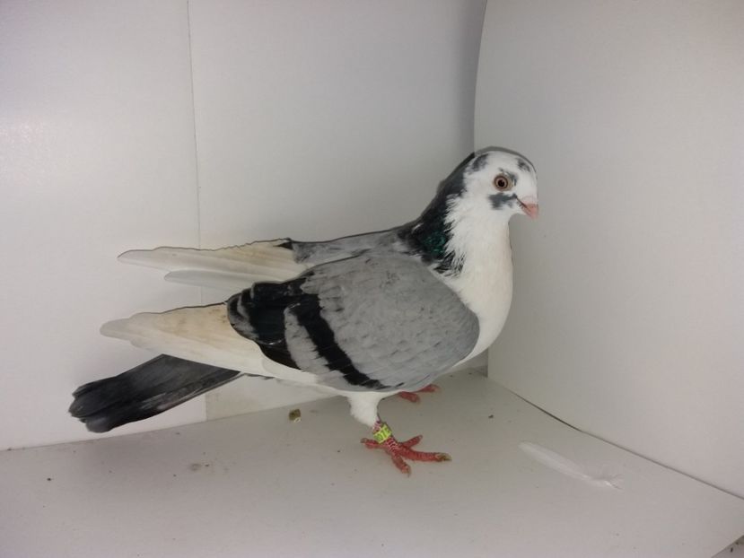 9042  femelă  2017_2 - tineret 2017