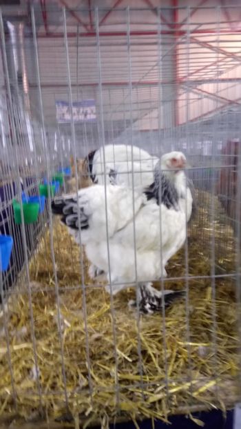  - Expo Gherla 2017