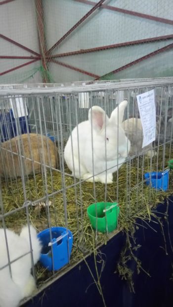  - Expo Gherla 2017