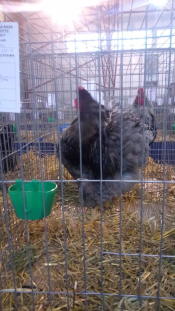  - Expo Gherla 2017