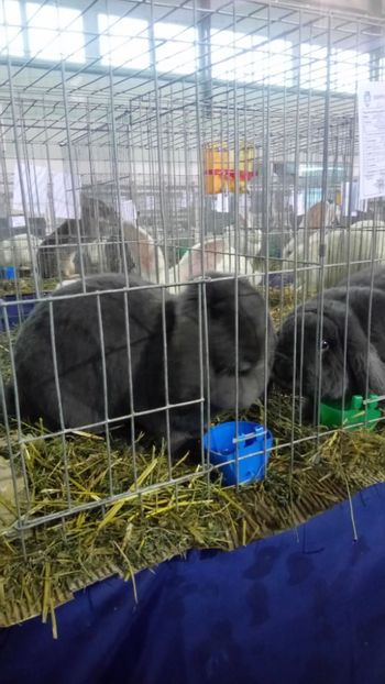  - Expo Gherla 2017