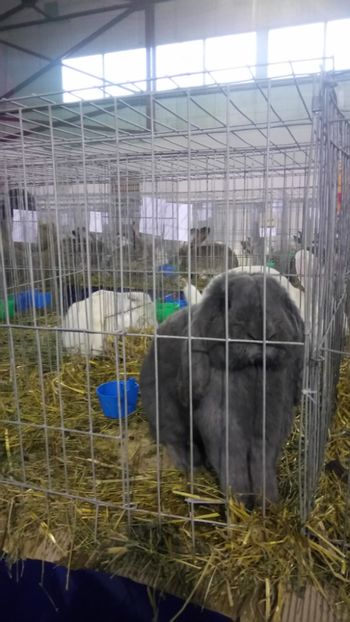 - Expo Gherla 2017